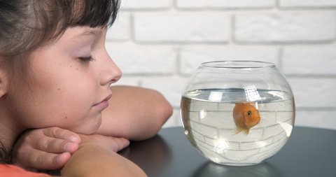 Girl look to a golden fish. A cheerful child prefer a golden fish in the round aquarium.
