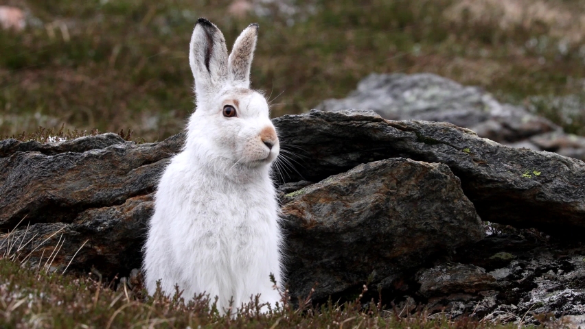 Mountain hare (Lepus timidus) sitting with snow falling in Cairngorm mountains, Scottish Highlands Royalty-Free Stock Footage #1084984462