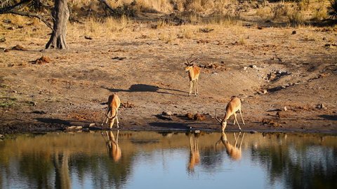 Common Impala in Kruger National park, South Africa ; Specie Aepyceros melampus family of Bovidae