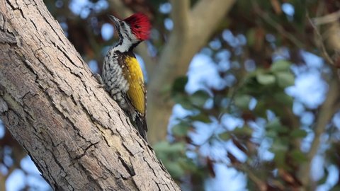The black-rumped flameback (Dinopium benghalense) woodpecker sitting on the tree top  slow motion 120fps