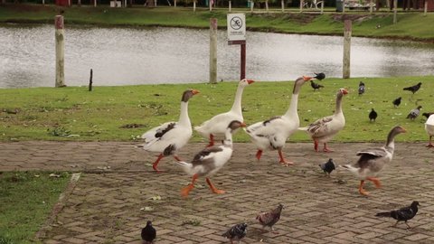 Ducks in a park with a kid around. 

Vídeo made in Mogi das Cruzes - SP - Brasil - 07 Jan 2022  

No edition and no filters. 