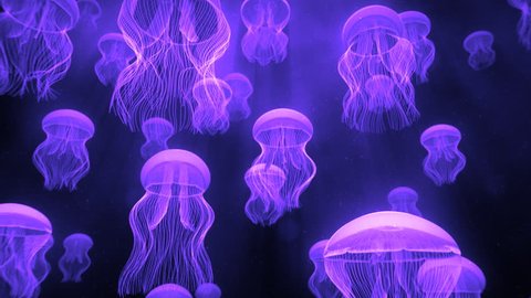 Jellyfish Ascending Towards Light Rays Purple - Preview is darker than actual - Check portfolio for variations.