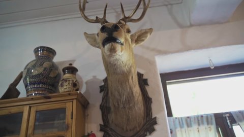 Dummy deer head on the wall, a hunter is trophy. Rural scene hunter house indoors with stuffed deer head