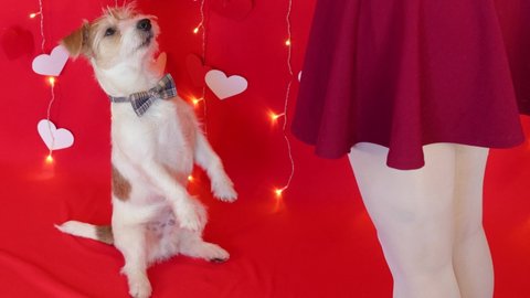 The dog stands on its hind legs in front of the legs of the girl in pantyhose. Red background with cardboard white hearts and flashing garland lamps. Valentines day concept