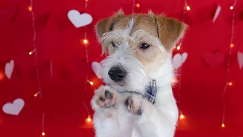 Portrait of a dog of breed Jack Russell Terrier with a bow tie around his neck. Red background with cardboard white hearts and flashing garland lamps. Valentines day concept