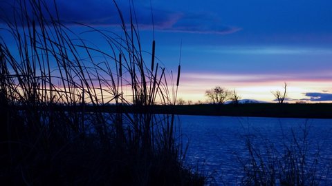 Cattails moving in the wind at sunset next to water