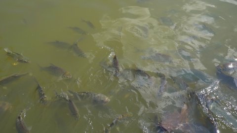Fish group in water of pond for feeding, feeding fish to eating food in river, catfish and carpfish under water open mouth to eat bread in animals farm, many tilapia water animals, close up view 