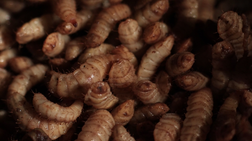 close up of a maggot black soldier fly with a brown color that moves while eating organic waste