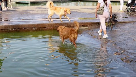 Mexico City, Mexico- December 2021: Puppies playing and swimming in Lake Chapultepec, dogs splash in the water while playing with other puppies.