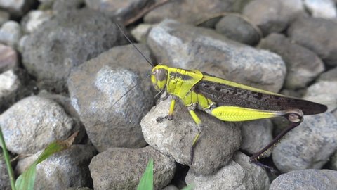 a grasshoppers live in nature