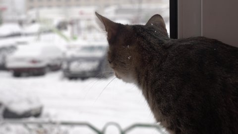 Falling snow. The cat looks out the window behind the falling snow. What happens outside the window out of focus