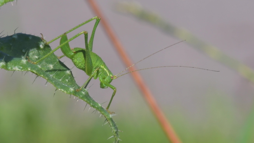 Nymph of Speckled Bush-Cricket, Leptophyes punctatissima Royalty-Free Stock Footage #1085013316