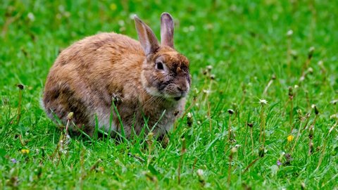 Cute Rabbit Is Eating Grass