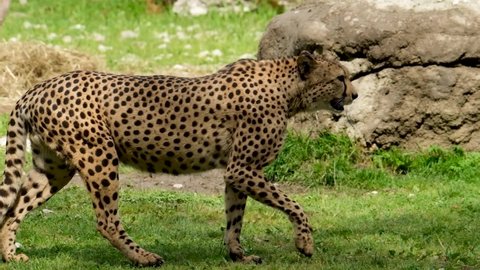 Dangerous Cheetah Is Walking In The Forest