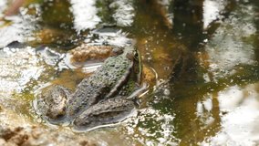 Frog Rana Bergeri in swampy terrain looking for pray 4K 2160p UltraHD footage - Rana ridibunda relaxing near pond water natural 4K 3840X2160 UHD video