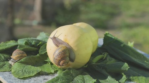 Snail in the garden. Snail in natural habitat. Snail farm. Snail on a vegetable marrow close-up