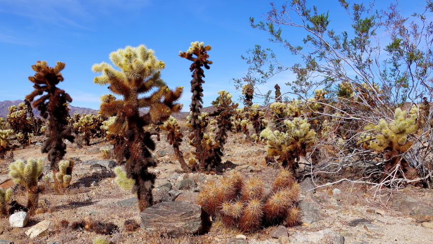 Teddy bear cholla (Cylindropuntia bigelovii). Cholla Cactus Garden at Joshua Tree National Park. California