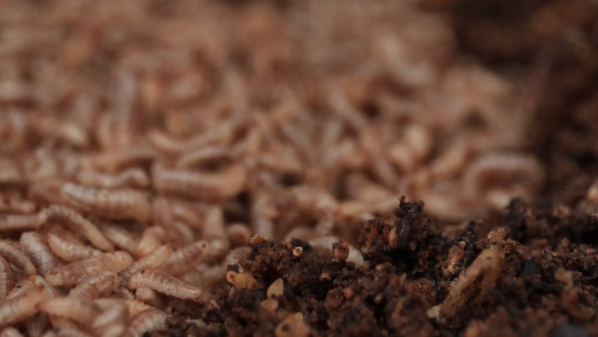 close baby maggot larvae black soldier Stock Footage Video (100% ...