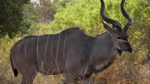 Kudu bull eats leaves in the cool shade on a hot day in Africa