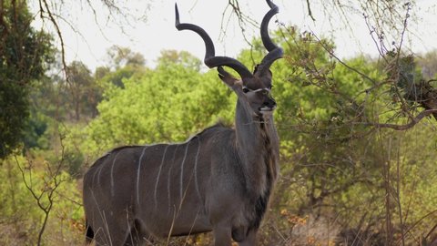 Kudu male reaches up to eat leaves in green African landscape