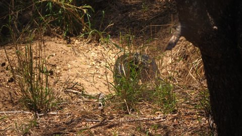 Head of snake comes out of hiding, African Rock Python emerges into open area
