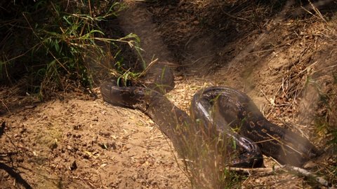 Huge wild African Rock Python snake slowly moves out of sunny spot 