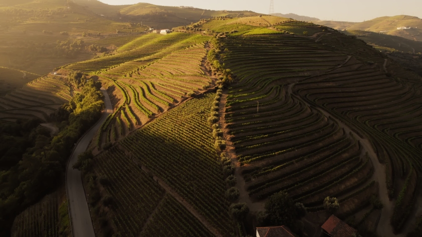 Drone view of the beautiful wine terraces in the Douro Valley, Portugal. High quality 4k footage Royalty-Free Stock Footage #1085028808
