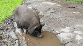 Funny black pig walkin on green grass. Animal family on farm. Nature background. Adult pet portrait. Altai mountain region. Russian Siberia. Drink from puddle. Slow video