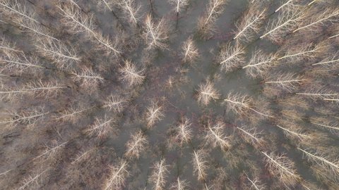 Aerial view of flooded cottonwood forest from drone pov in winter afternoon, top view