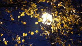Street lamp lit at night wrapped in autumn tree leaves. Video 4K
