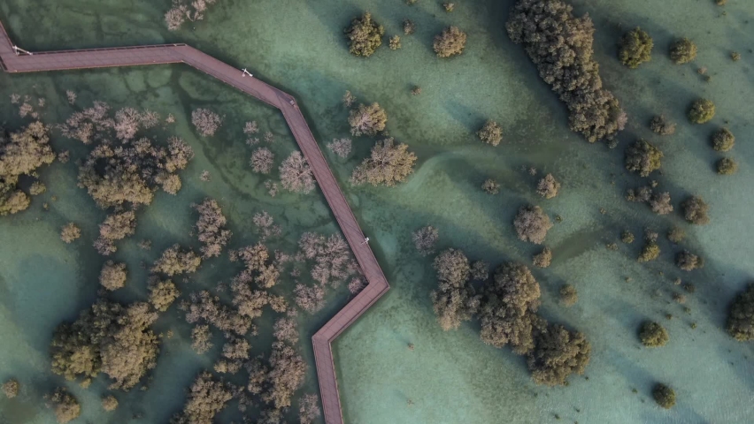 Aerial view on unique ecosystem in Abu Dhabi, mangroves along the coastline | Shutterstock HD Video #1085030680