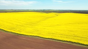 Aerial footage of bright yellow fields of flowering rapeseed from a bird's eye view. Location place agrarian region Ukraine, Europe. Cinematic drone shot. Filmed in UHD 4k video. Beauty of earth.