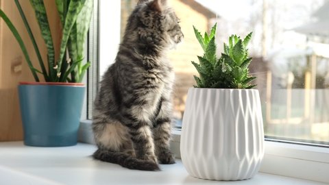 Gray striped domestic cat sitting on a window around houseplants. Image for veterinary clinics, sites about cats, for cat food. Kittent and home flower in a pot. Animals and home flowers, 4K