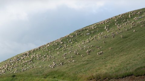 Flock of sheep on the hill, large group of sheep walking on the grass, sustainable sheep breeding from wool, animal husbandry