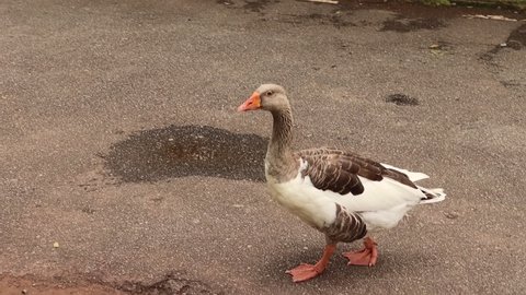 Duck walking in a park. 

Vídeo made in Mogi das Cruzes - SP - Brasil - 07 Jan 2022  

No edition and no filters.  
