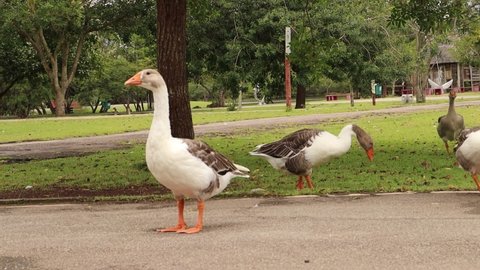 Ducks walking to a camera in a park. 
Vídeo made in Mogi das Cruzes - SP - Brasil - 07 Jan 2022  

No edition and no filters. 
