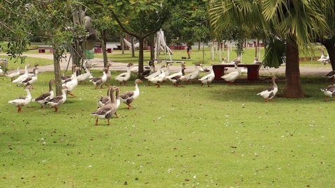 Ducks walking in a park. 

Vídeo made in Mogi das Cruzes - SP - Brasil - 07 Jan 2022  

No edition and no filters.  