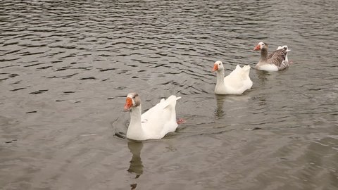 Ducks in a row and coming out of a lake. 

Vídeo made in Mogi das Cruzes - SP - Brasil - 07 Jan 2022  

No edition and no filters. 
