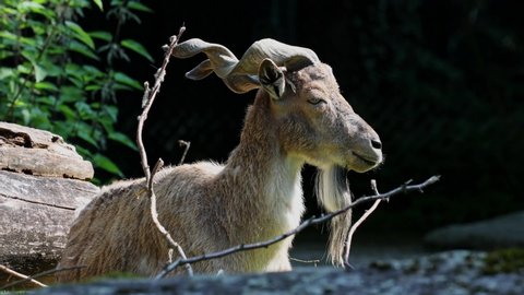 Turkmenian markhor, Capra falconeri heptneri. The name of this species comes from the shape of horns, twisting like a corkscrew or screw. Markhor is one of the symbols of Pakistan