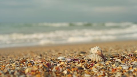 Seashells on a sandy beach and sea waves on a sunny day. Beach vacation concept. Seashells on the seashore, close-up. Blurred background selective focus. 4K video, space for text