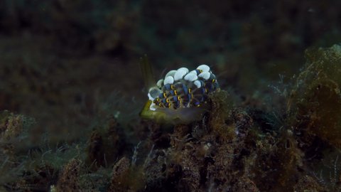 Amazing underwater animal - Nudibranch (sea slug) - Trinchesia sp., looking for food. Underwater macro life of Tulamben, Bali, Indonesia. 