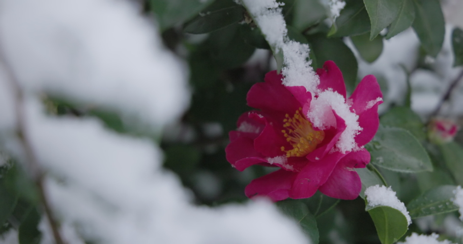 Early Flower видеозаписи