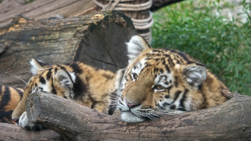 Siberian tiger, Panthera tigris altaica.Two tiger cubs