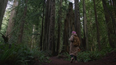 Slow motion low angle view of young woman environmentlalist walking between giant tall trees with bark covered with green moss. Nature lover on autumn day among huge redwoods forest, RED camera shot