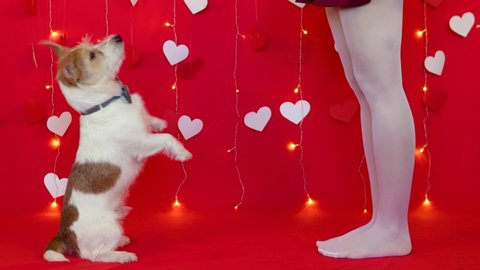 The dog stands on its hind legs in front of the legs of the girl in pantyhose. Red background with cardboard white hearts and flashing garland lamps. Valentines day concept