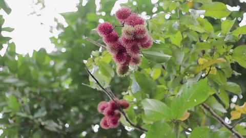 Rambutan fruit on the tree that comes from the city of Tanah Bumbu Indonesia