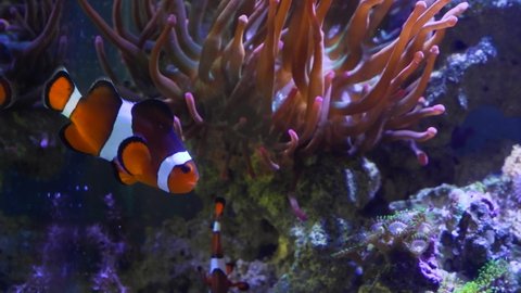 pair of young ocellaris clownfish, healthy and active animals swim in strong current in nano reef marine aquarium, popular pets in beautiful live rock aquadesign