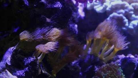 small colony of Parazoanthus gracilis, yellow crust sea anemone polyps move fast in strong water current, popular pets in beautiful live rock ecosystem, nano reef marine aquarium sale