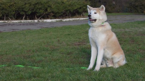 Akita uni Dog. Six month old puppy sitting on the grass