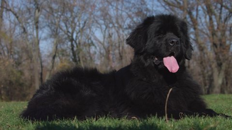 Female black Newfoundland dog lying on grass meadow. Black dog stuck out its long pink tongue.